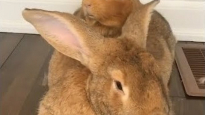 Adorable Bunny and Guinea Pig Celebrate Easter in Style