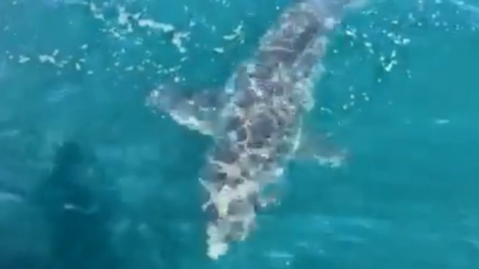 Shark Follows South Australia Police Boat