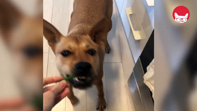 Dog vs. String Bean - Clip of the Week