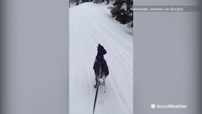 This guy could give Iditarod dogs a run for their money