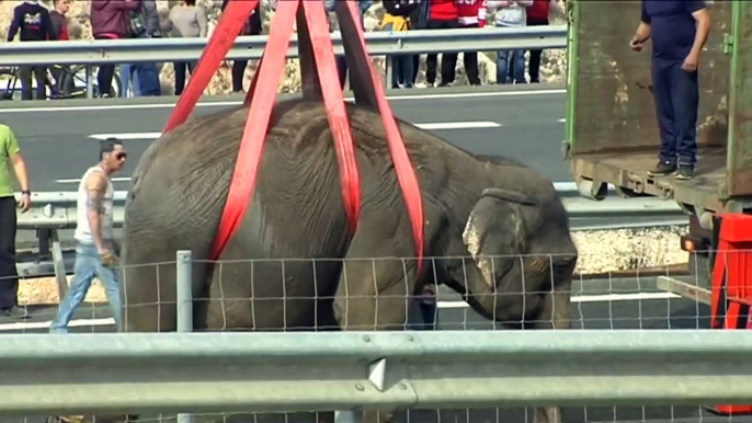 WATCH: An injured circus elephant is slowly lifted off the road in Spain, after the truck it was in suddenly overturned. (: Reuters)