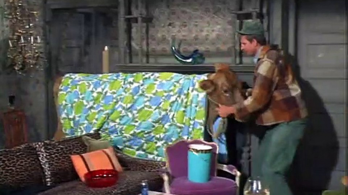 Green Acres S1 E12 - Lisa Has a Calf