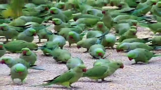 Parrots in India