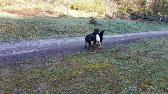 Goat Teaches Doberman Pinscher a Lesson