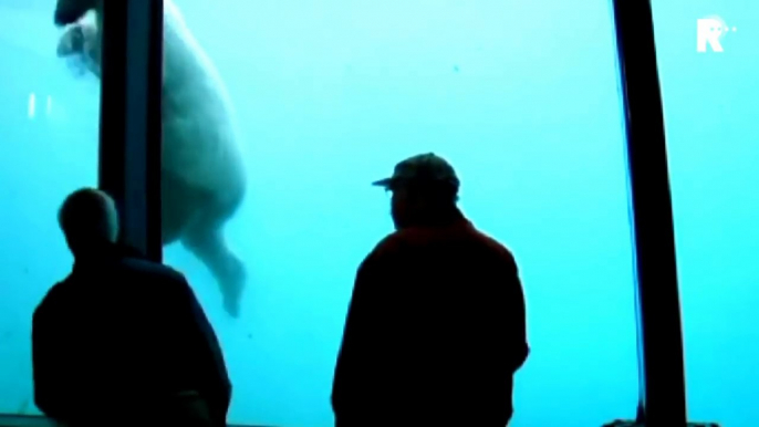 Cet ours polaire d'un zoo va briser la vitre de l'aquarium sous les yeux de touristes terrifiés