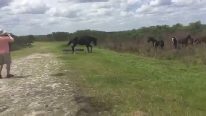 Un cheval sauvage s'en prend à un alligator