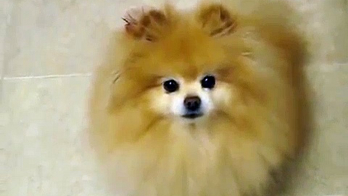 Cute Dog Video 2 | Dog  - Humans best friend