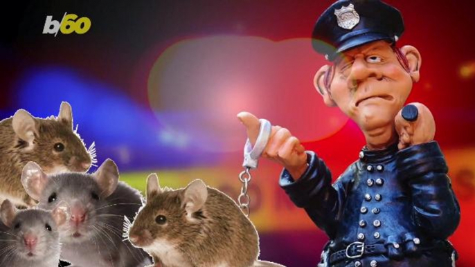 Police Officers Sacked After Claiming Mice Ate Half a Ton of Missing Marijuana