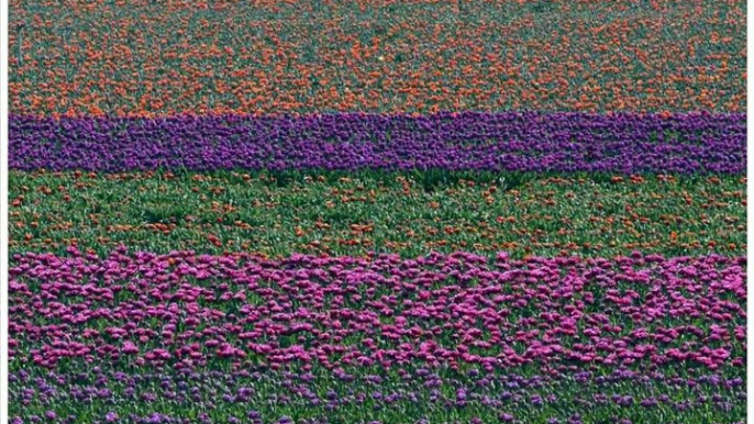 Les tulipes sont en fleurs en Provence. Un spectacle de printemps