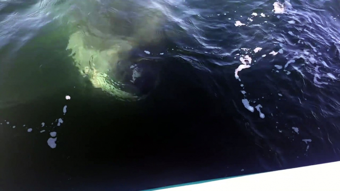 Ces pecheurs tombent sur un grand requin blanc énorme au large de Barnstable Harbor, Cape Cod