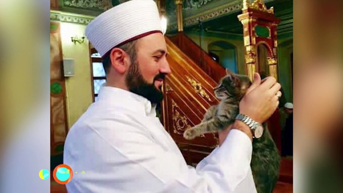 Imam abre las puertas de su mezquita a gatos callejeros en búsqueda de refugio