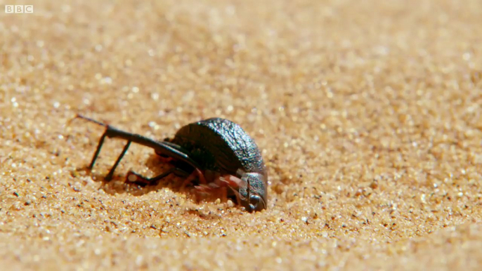 Antlion Cone Death Trap The Hunt BBC Earth