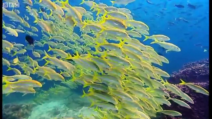 Thousands of sharks visit a sea mount Blue Planet A Natural History of the Oc