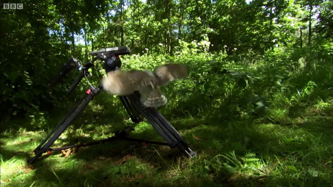 Cute Barn Owl Learns How To Fly Super Powered Owls BBC