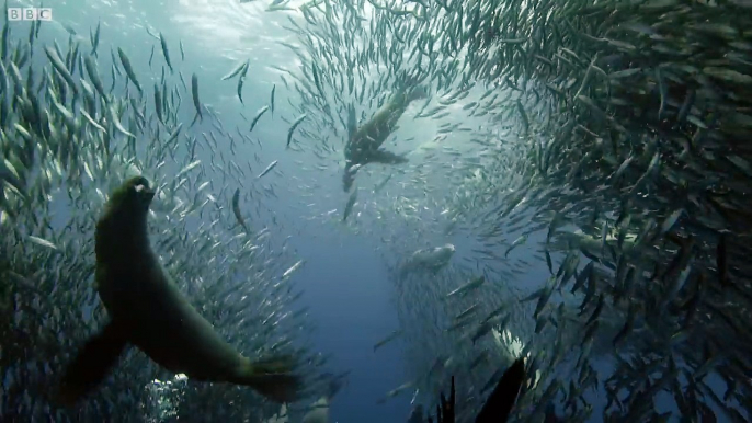 Sardine Feeding Frenzy Whale, Shark, Dolphin and Sea Lions The Hunt BBC Ear