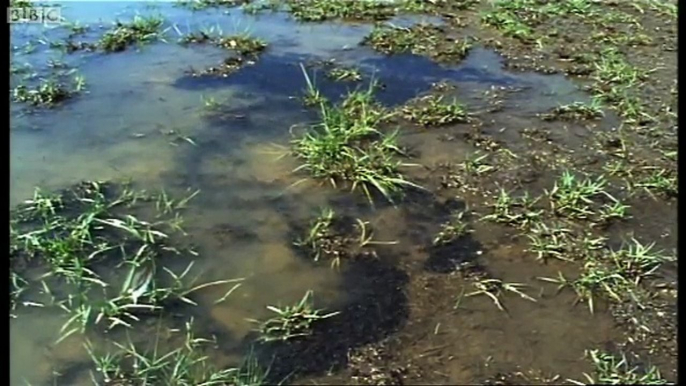 Explosive of the African Bullfrog Battle of the the Animal World