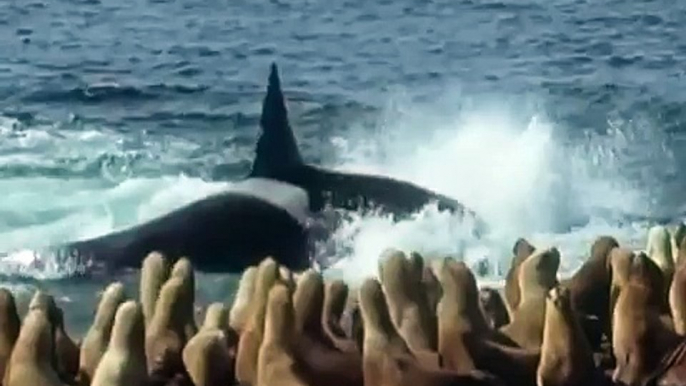 Killer Whales Vs. Sea Lions AttenboroughTrials of Life BBC