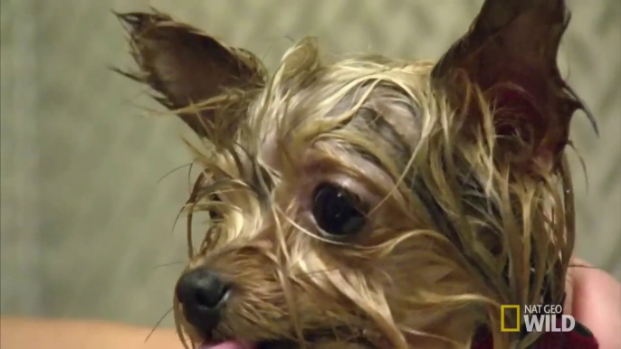 Lucy, la Yorkshire Terrier mas pequeña del mundo - Smallest Working Dog