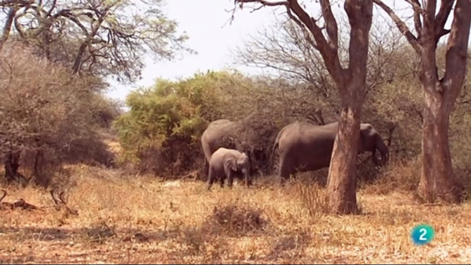 Documental Africa salvaje 1- Los elefantes de Mashatu,ANIMALES  SALVAJES,AFRICA,ELEFANTES,NATURALEZA