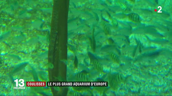 Boulogne-sur-Mer : Nausicaá, le plus grand aquarium d'Europe