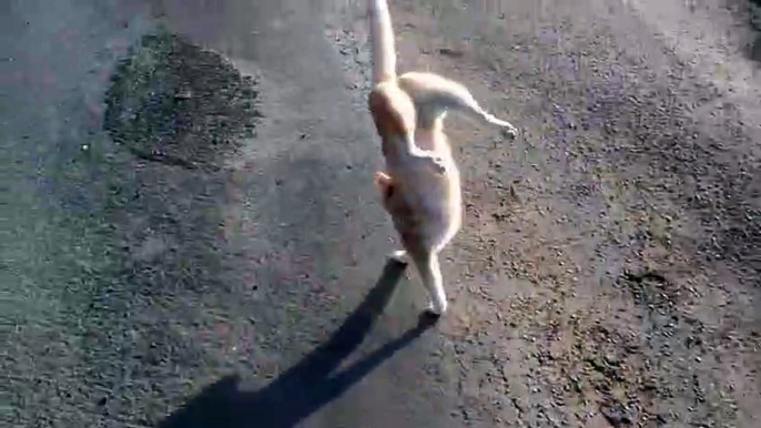 Amazing cat walking on its front legs