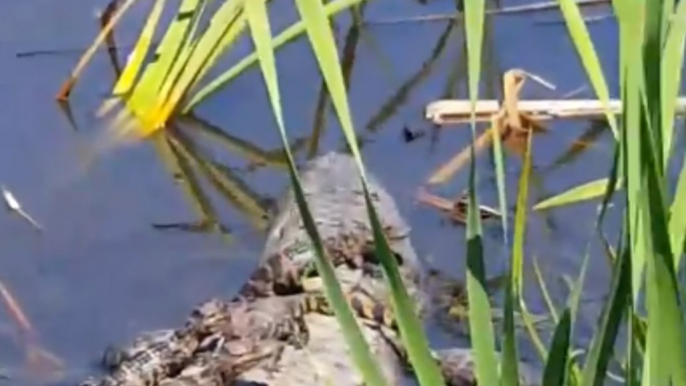 Baby Alligators Sunbathe on Their Mom's Back