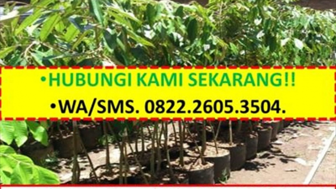 TERBAIK!!!, WA +62 822-2605-3504, Jual Bibit Durian Bawor Di Lampung