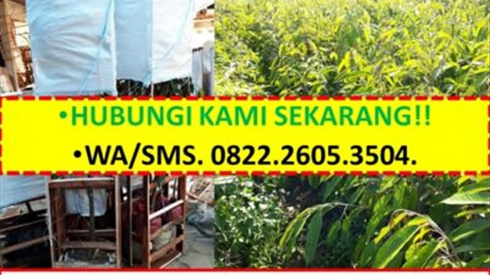 TERBAIK!!!, WA +62 822-2605-3504, Jual Bibit Durian Bawor Di Lampung