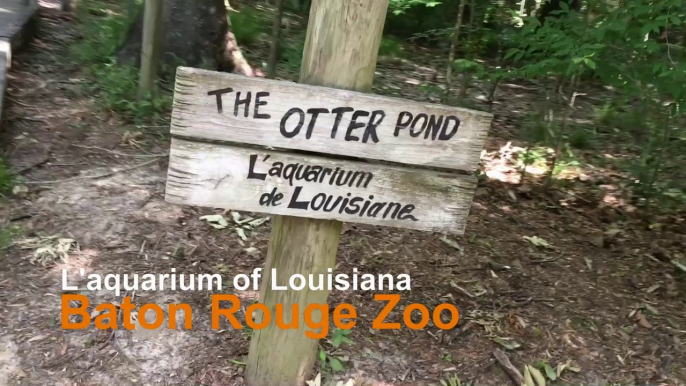 L’aquarium de Louisiane Otter Pond at the Baton Rouge Zoo