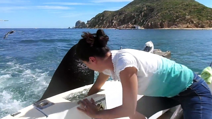 Ce gros lion de mer n'est pas timide et vient demander à manger à des touristes en bateau