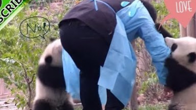 Adorable Panda Cubs Won't Let Their Nanny Go