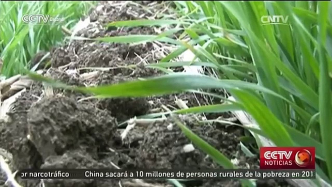 China pretende implementar un nuevo modelo de desarrollo agrícola