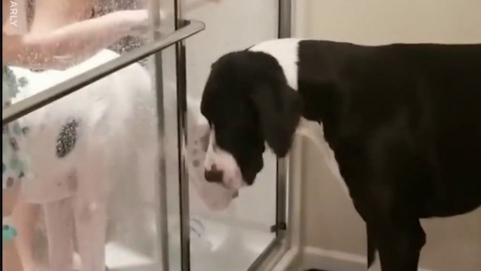 Ces 2 chiens adorent prendre leur douche en famille... Trop mignon