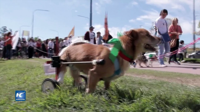 Una camina solidaria con perros discapacitados conmueve a Buenos Aires