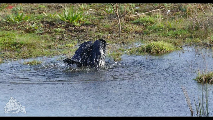 TortusMtn.com - Dirty Bird takes a bath