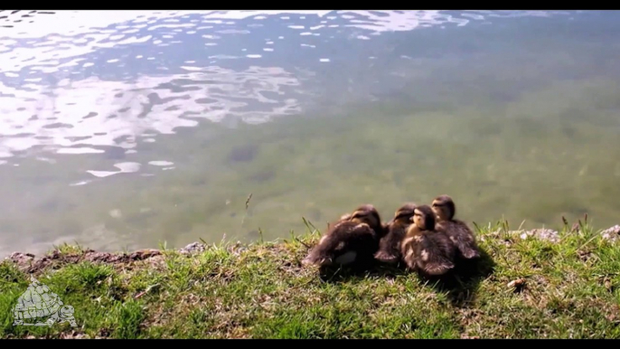 Tortus Mtn - Ducklings Crossing the River for Hemp