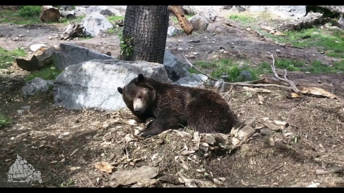 Tortus Mtn - CBear D is good for sleep