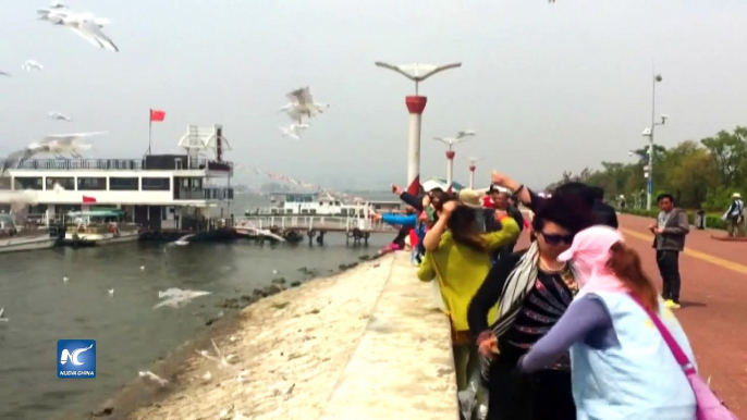 Alzan el vuelo 40 mil gaviotas reidora de Kunming