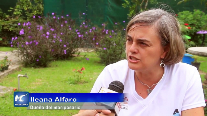Costa Rica, líder en exportación de pupas de mariposa
