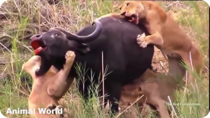 Most Amazing Wild Animal Attacks , CRAZIEST Animal Fights Lion vs Hippo, Crocodile, Buffalo vs Hippo