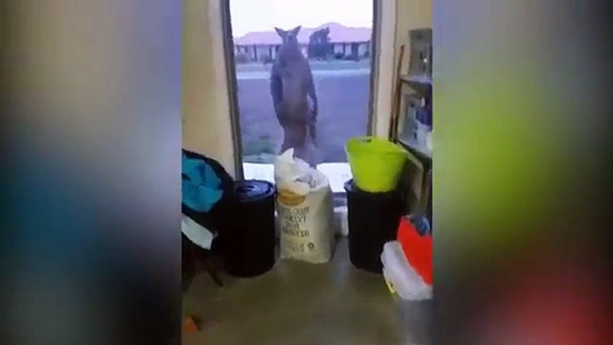 Un canguro trata de romper la ventana de una casa familiar en Australia丨CGTN en Español