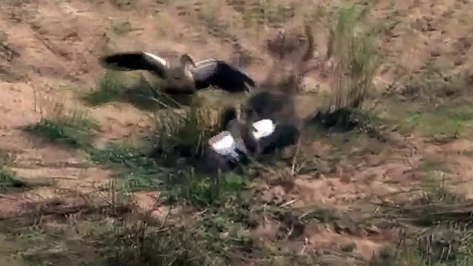 Baboon vs Crocodile Revenge - Animals Attack Compilation  Lion  Leopard  Crocodile  Snakes Part 1