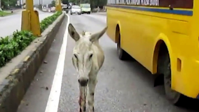 This donkey got hit by a car but was too scared to move from the road. He was so grateful when rescuers finally showed up — and looks SO happy now