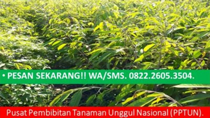 TERBAIK!!!, WA +62 822-2605-3504, Jual Bibit Durian Bawor Di Lampung