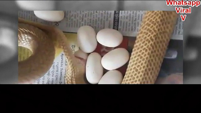Whatsapp Viral V - Cobras laying eggs - Animals Giving Birth - India