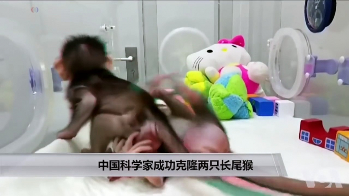 中国科学家成功克隆两只长尾猴