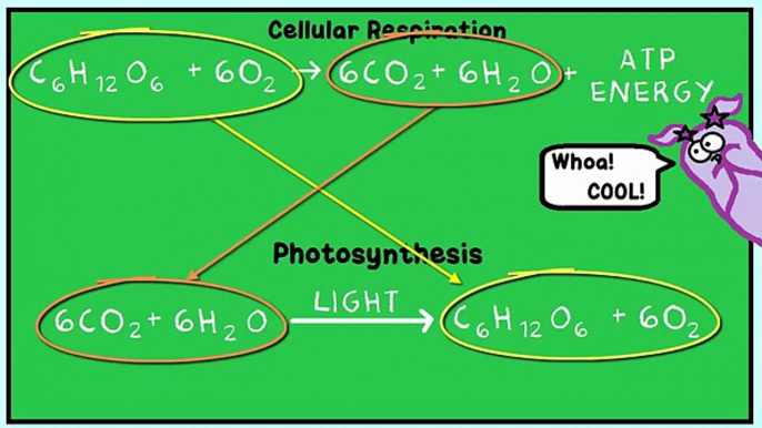 Cellular Respiration and the Mighty Mitochondria