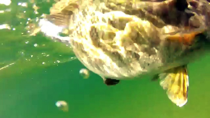 Smallmouth Bass Fishing