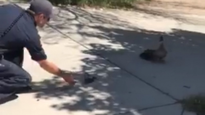 Boise Firefighters Use Mother Duck Recording to Help Rescue Ducklings