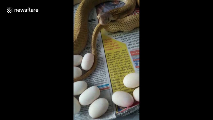 Terrifying moment deadly cobra strikes at filmer after laying egg